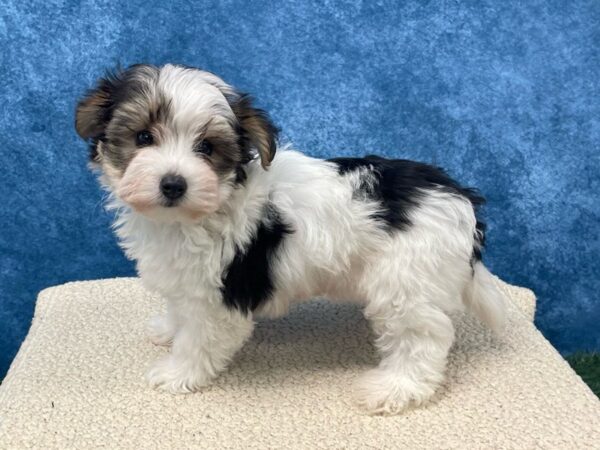 [#4074] Black and Tan Female Yochon Puppies for Sale