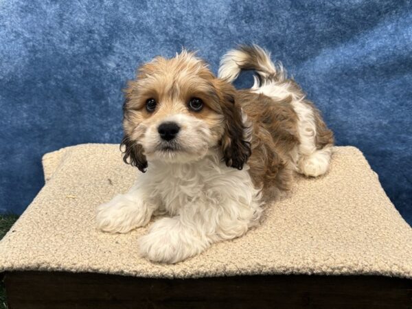 [#4077] Tan Female Cavachon Puppies for Sale