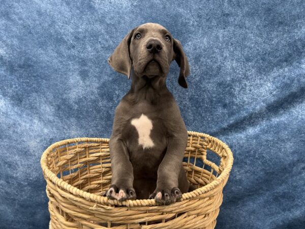[#4079] Blue Male Great Dane Puppies for Sale