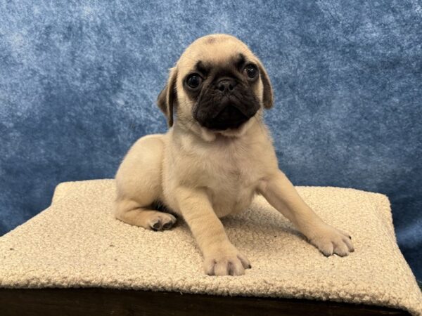 [#4070] Fawn Male Pug Puppies for Sale