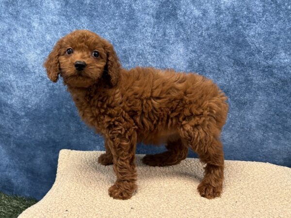 [#4071] Red Female Goldendoodle Mini F1b Puppies for Sale