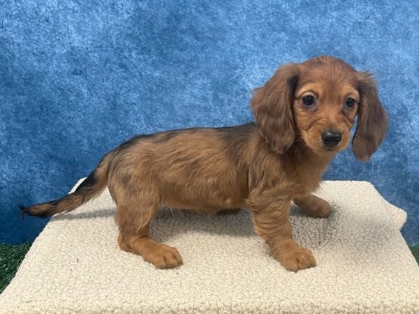 [#4076] Red Dapple Female Dachshund Puppies for Sale