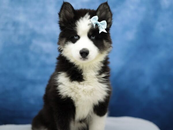 [#31424] Black Tan and White Female Siberian Husky Puppies for Sale