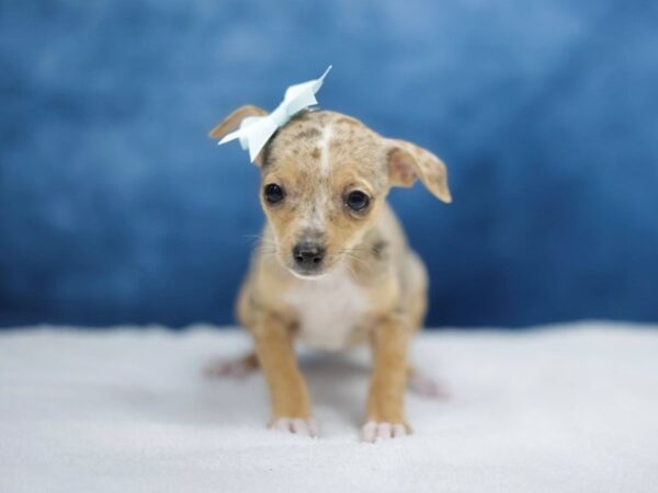 [#31420] Merle Female Chihuahua Puppies for Sale