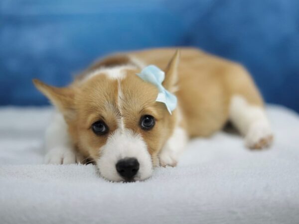 [#31419] Red / White Female Pembroke Welsh Corgi Puppies for Sale