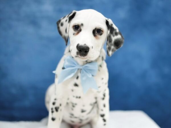 [#31418] White / Black Male Dalmatian Puppies for Sale