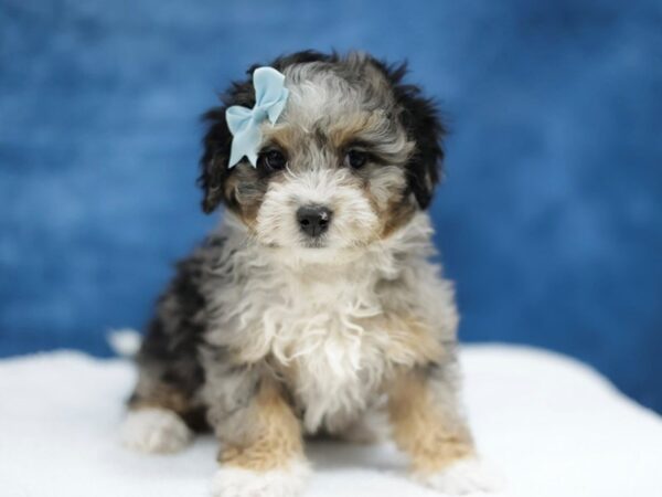 [#31433] Merle Female Bernedoodle Mini Puppies for Sale
