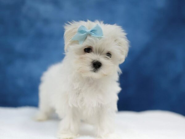 [#31431] White Female Maltese Puppies for Sale