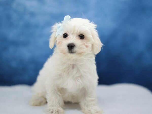 [#31430] White Female Maltipoo Puppies for Sale