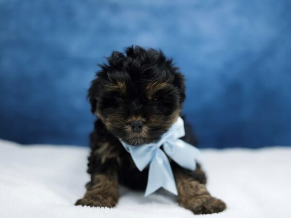 [#31429] Black / Tan Male Yorkiepoo Puppies for Sale
