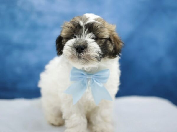 [#31428] Brown / White Male Teddy Bear Puppies for Sale