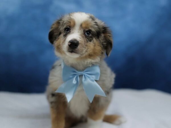 [#31426] Blue Merle White and Tan Male Toy Australian Shepherd Puppies for Sale