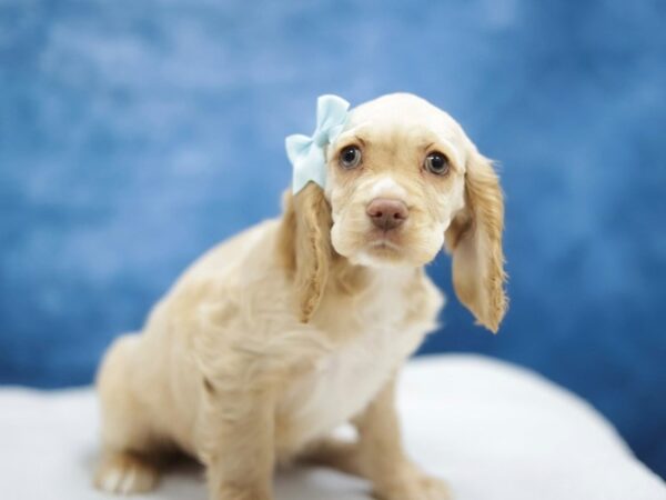 [#31425] Buff Female Cocker Spaniel Puppies for Sale