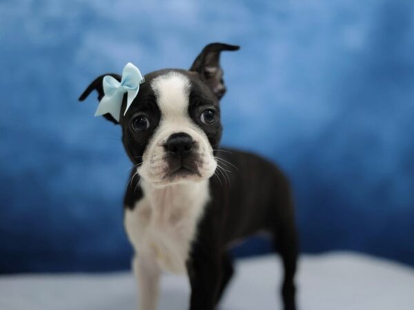 [#31422] Brindle and White Female Boston Terrier Puppies for Sale