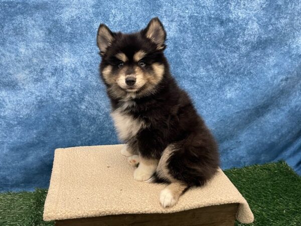 [#4089] Black / Tan Male Pomsky Puppies for Sale