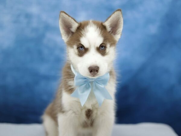 [#31439] Red / White Male Siberian Husky Puppies for Sale
