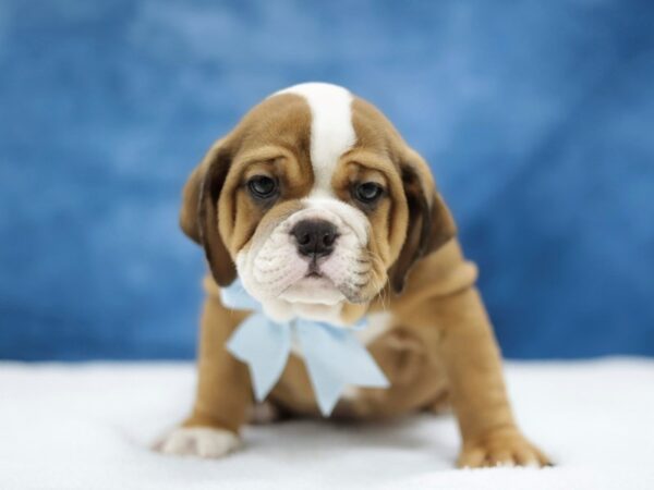 [#31440] Red / White Male Beabull Puppies for Sale