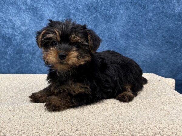 [#4090] Black / Tan Female Yorkshire Terrier Puppies for Sale