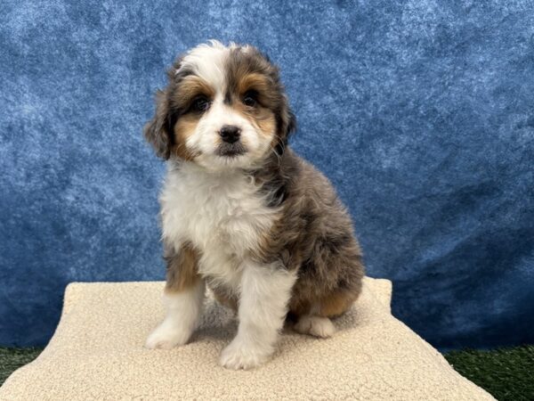 [#4093] Blue Merle Female Aussiedoodle Mini Puppies for Sale