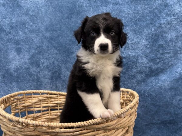 [#4088] Black Male Miniature Australian Shepherd Puppies for Sale