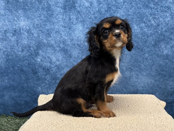 [#4085] Black / Tan Male Cavalier King Charles Spaniel Puppies for Sale