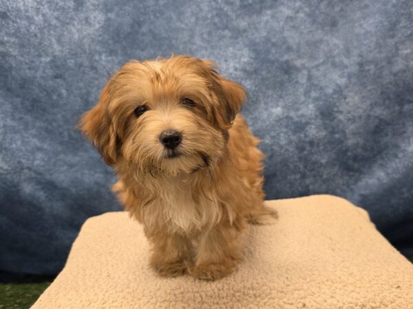 [#4062] Brown / White Female Morkie Puppies for Sale