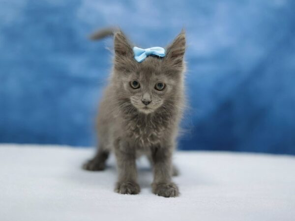 [#31442] Gray Female Maine Coon Kittens for Sale