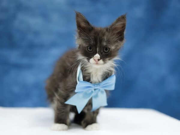 [#31441] Gray / White Male Maine Coon Kittens for Sale