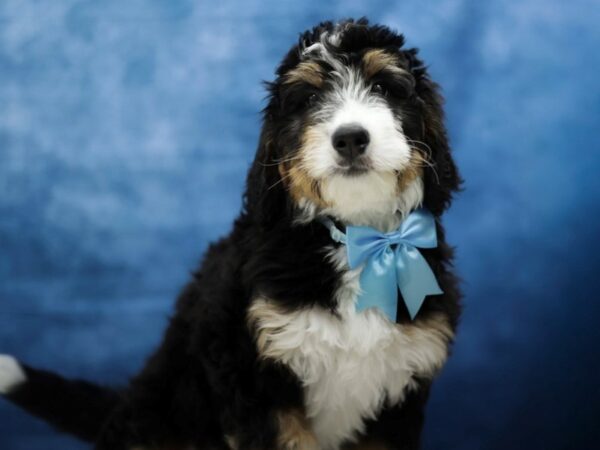 [#31438] Black Male Bernedoodle Puppies for Sale