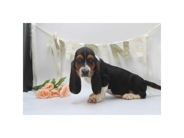 [#31449] Tri-Colored Male Basset Hound Puppies for Sale