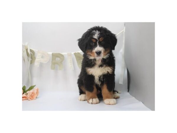 [#31450] Tri-Colored Female Bernese Mountain Dog Puppies for Sale