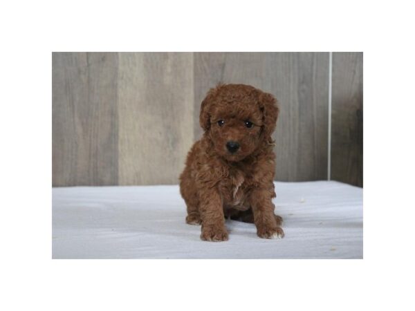 [#31451] Red Male Poodle Mini Puppies for Sale