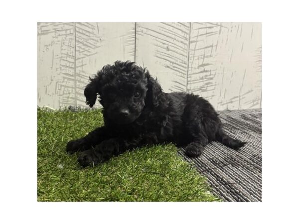 [#31452] Black Female Goldendoodle 2nd Gen Puppies for Sale