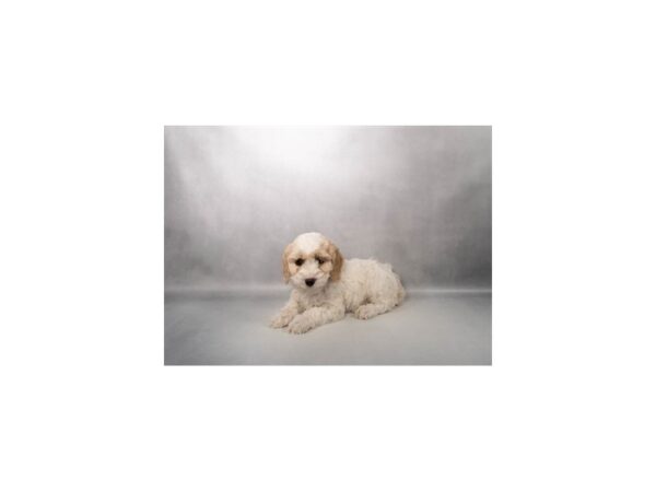 [#31454] White and Apricot Female Cockapoo Puppies for Sale