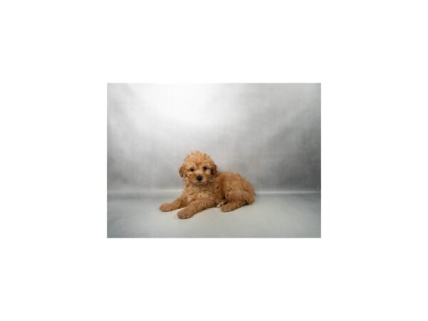 [#31456] Red Female Mini Aussiedoodle Puppies for Sale