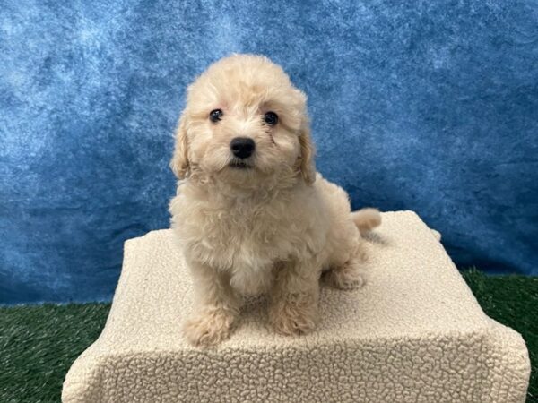 [#4101] Cream Female Bichon Poo Puppies for Sale