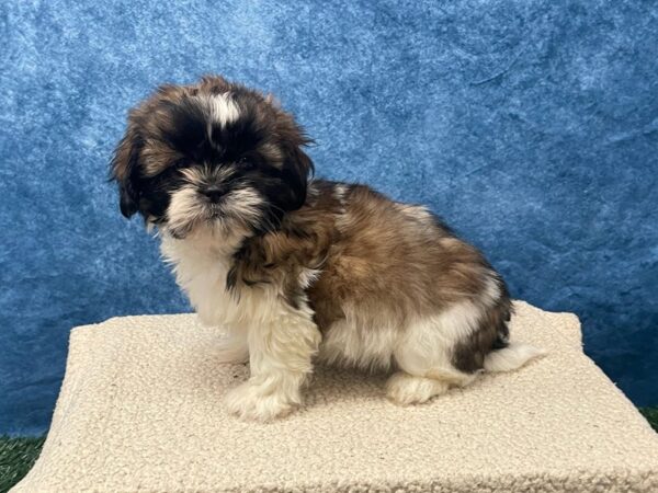 [#4100] Red and White Female Shih Tzu Puppies for Sale