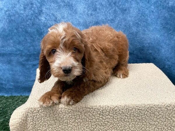 [#4096] Red / White Female Irish Doodle Puppies for Sale