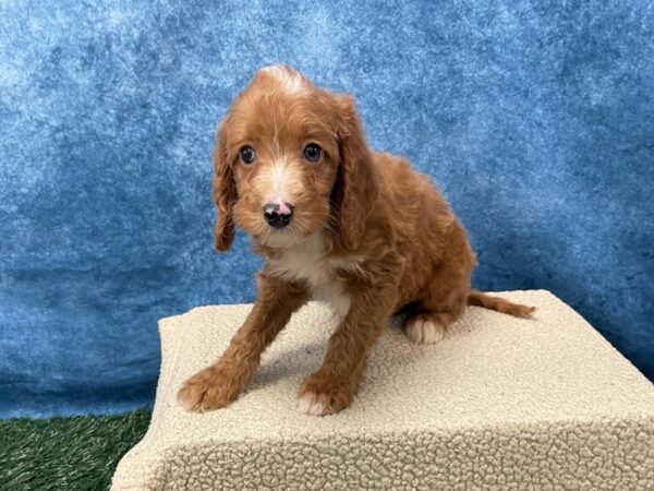 [#4097] Red / White Male Irish Doodle Puppies for Sale