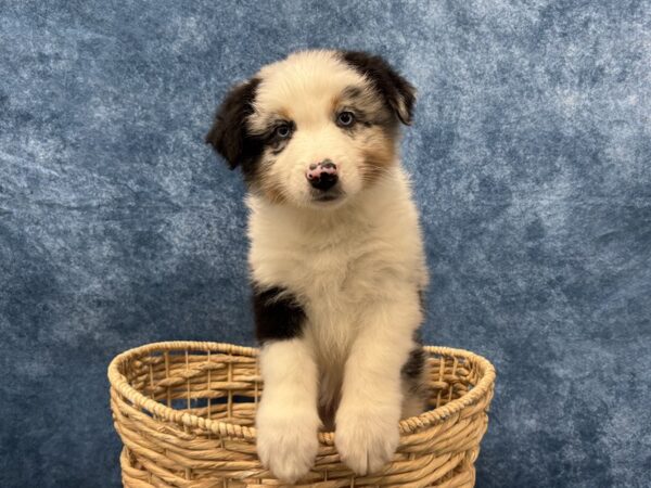 [#4098] Blue Merle Male Australian Shepherd Puppies for Sale